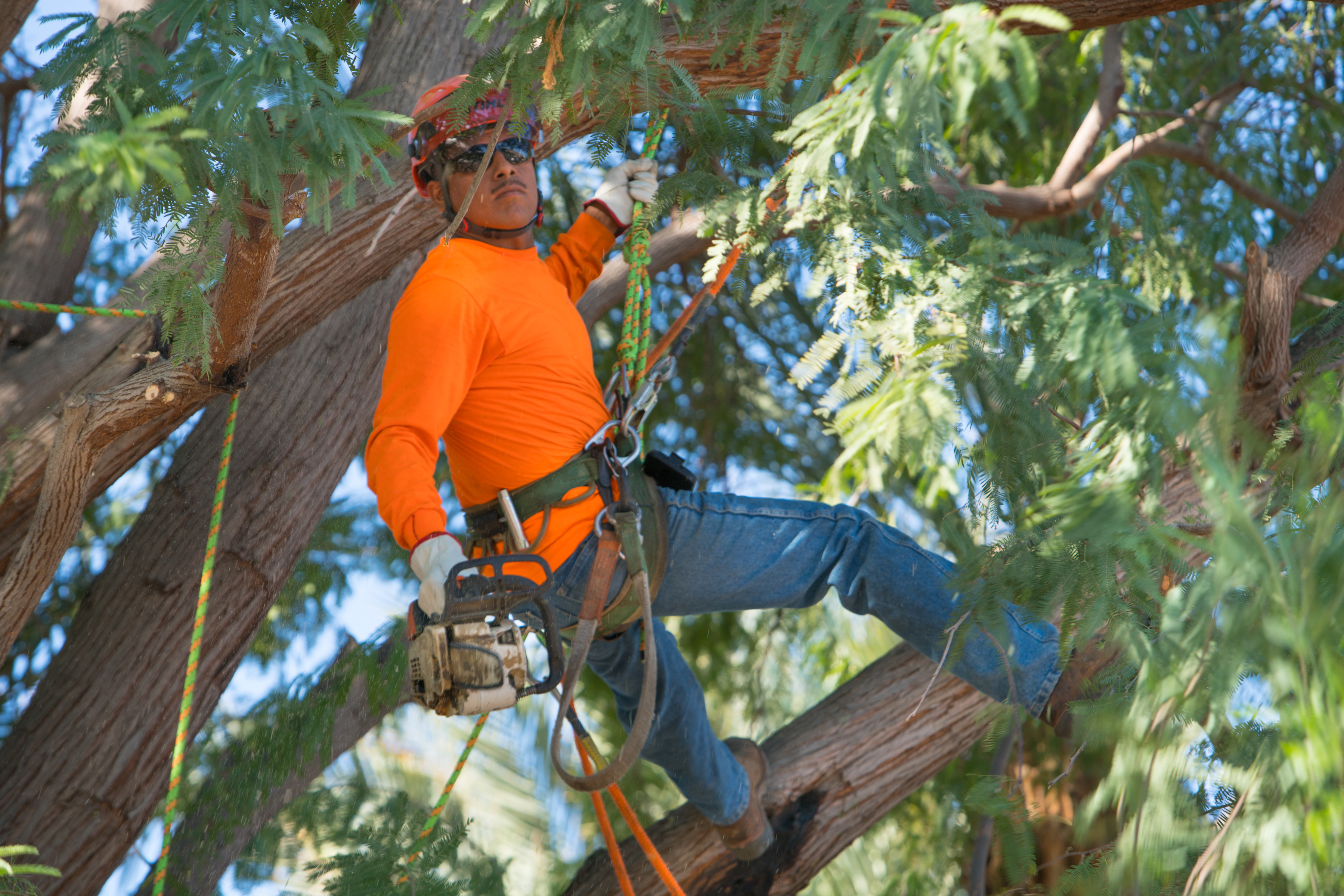 tree care