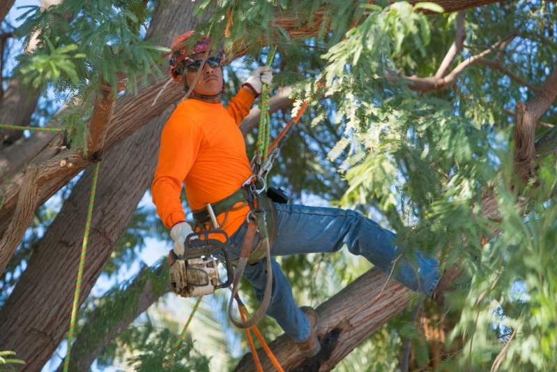 Tree Care